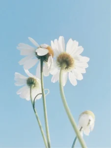 aw1hz2u9l2dhbgxlcnktcghvdg9zlziwbfbks0lvnjntdl9rt1lod3jsni1wyjvytdcttnz3lmpwzyz3awr0ad01ody=